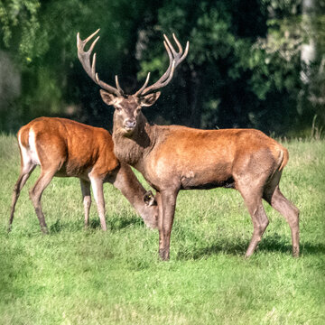 Un cerf, roi de la for&ecirc;t, dans les bois de Chambord, avec sa biche