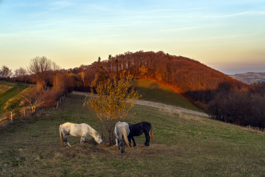 horses on the pasture