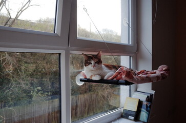 cat on the hammock of the window