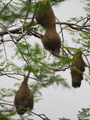 Bird Nest ,Weaver on the tree
