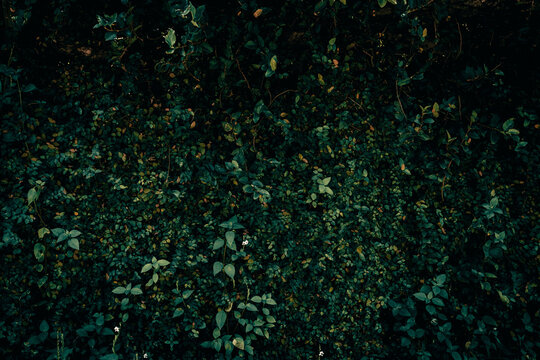 wall of leaves