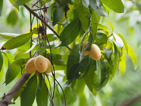 Marian plum, Anacardiaceae, Bouea macrophylla Griff maprang is yellow sweet fruit,nature background