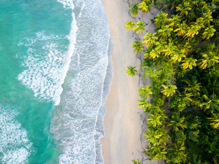 Aerial top view of the turquoise sea waves on the sand of wild beach. Green palm trees heads in grove with no people. Beautiful nature of the tropical island in Punta Cana