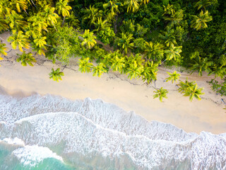 Aerial top view of the turquoise sea waves on the sand of wild beach. Green palm trees heads in grove with no people. Beautiful nature of the tropical island in south asia