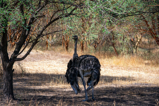 ostrich in the wild
