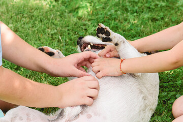 Two children rub belly of a dog wallowing on grass paws up