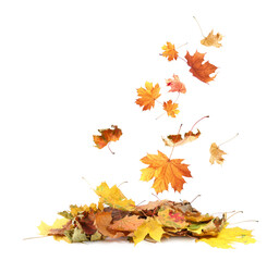 Dry autumn leaves falling into pile on white background