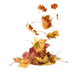 Dry autumn leaves falling into pile on white background