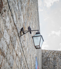 Two pigeons perched on the lantern by old grey brick walls of Dubrovnik Old Town