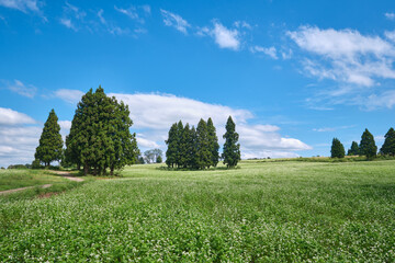 新潟県小千谷市 山本山高原のそば畑