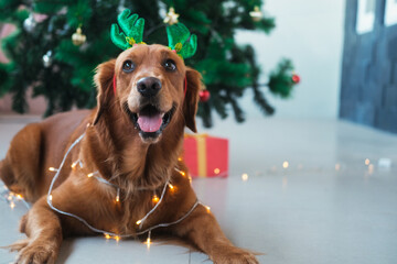 Portrait of a dog of the Golden Retriever breed against the background of a Christmas tree. A dog...