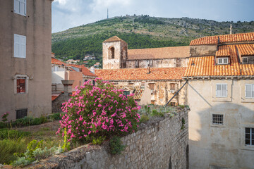 Fototapeta na wymiar Dubrovnik Old Town walls. Bright pink bush of bougainvillea in foreground