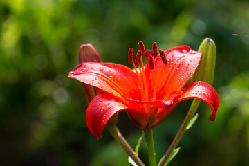 Close-up of an orange lily against a green spring garden background. Selective focus.