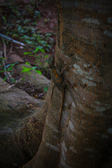 tree trunk