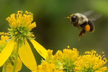 Pollinator bumblebee