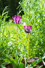 Blooming white and purple tulips in a spring garden. Selective focus.