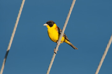 Black-headed Bunting, Emberiza melanocephala