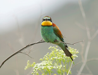 European Bee-eater, Merops apiaster