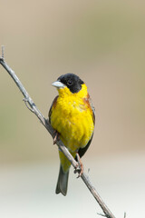 Black-headed Bunting, Emberiza melanocephala