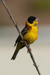 Black-headed Bunting, Emberiza melanocephala