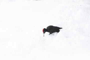 Black Woodpecker, Dryocopus martius