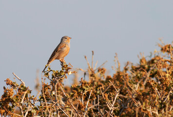 Cretzschmar's Bunting, Emberiza caesia