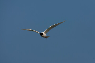 Mediterranean Gull, Ichthyaetus melanocephalus