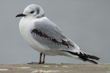 Black-legged Kittiwake, Rissa tridactyla