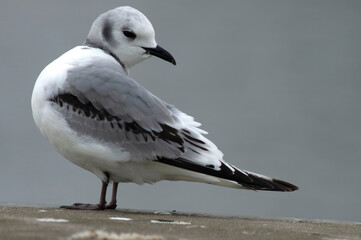 Black-legged Kittiwake, Rissa tridactyla