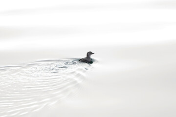 Cassin's Auklet, Ptychoramphus aleuticus