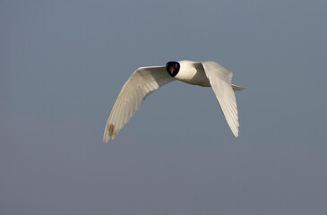 Mediterranean Gull, Ichthyaetus melanocephalus