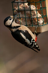 Great Spotted Woodpecker, Dendrocopos major pinetorum