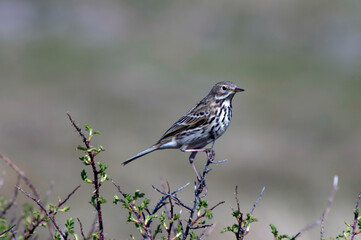 Meadow Pipit, Anthus pratensis