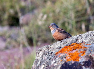 Cretzschmar's Bunting, Emberiza caesia