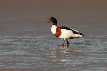 Common Shelduck, Tadorna tadorna