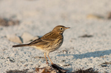 Meadow Pipit, Anthus pratensis