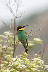 European Bee-eater, Merops apiaster