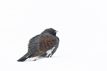 Western Capercaillie, Tetrao urogallus