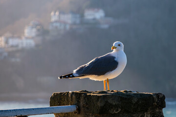 A seagull stands on the coast in San Sebastián, Spain, with the Monte Igueldo in the background