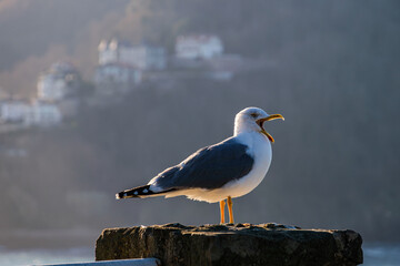 A seagull stands on the coast in San Sebastián, Spain, with the Monte Igueldo in the background