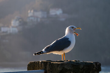A seagull stands on the coast in San Sebastián, Spain, with the Monte Igueldo in the background