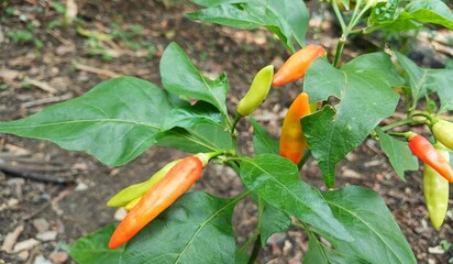view of many Tabasco pepper (Capsicum frutescens) or Chilli peppers on tree branches with green leaves nature background.