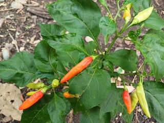 view of many Tabasco pepper (Capsicum frutescens) or Chilli peppers on tree branches with green leaves nature background.