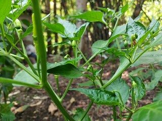 The beautiful chili flowers (Capsicum frutescens) are still closed. Chili flowers in the garden.