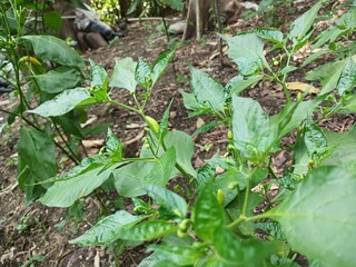 The beautiful chili flowers (Capsicum frutescens) are still closed. Chili flowers in the garden.