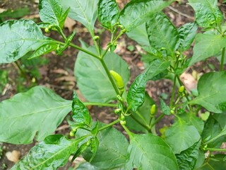 The beautiful white chili flowers (Capsicum frutescens) are still closed. Chili flowers in the garden.