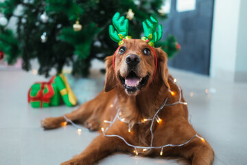 A Christmas dog of the Golden Retriever breed with a garland wrapped around him and a hat with deer...