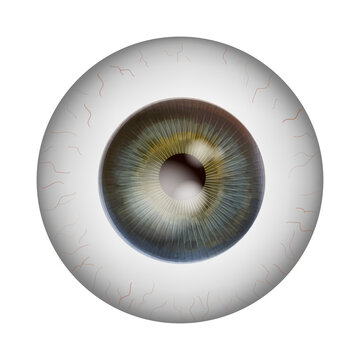 Realistic human eyeball. Retina anatomy. Vector illustration.