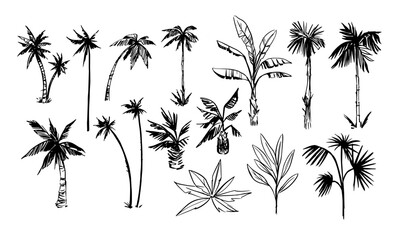 Palm tree sketches set. Tropical plants. Hand drawn illustrations converted to vector.