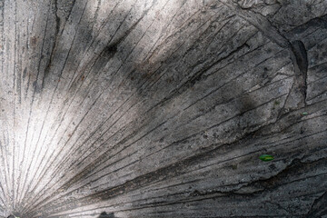 Fossil-Like Leaf Patterns on Rock